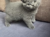 12 Eylül Doğumlu Scottish Straight Dik Kulak Yavrular