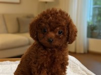 Toypoodle yavruları elite seri burada