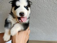 Husky yavrularımız yeni ailesini bekliyor
