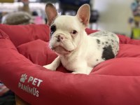 Mavi Gözlü Maskeli French Bulldog Erkek Yavrumuz