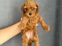 Orjinal Red Brown Baby Face Toy Poodle Yavrular