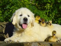 Golden Retriever Yavrular Canlı Görerek Alabilirsiniz