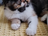 CFA KAYITLI ANNE VE BABA YAVRU KEDİMİZ
