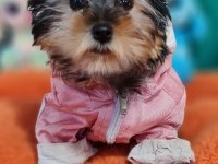 Şecereli Teacup Dişi Yorkshire Terrier Yavrumuz