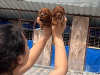 Kore red dark poodle bebışler