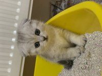 Scottish fold 2 aylık