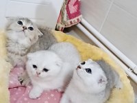 Safkan A kalite scottish fold bebeklerim