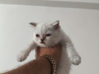 British shorthair yavrularımız sahiplendirilecektir