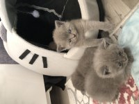 British shorthair kediler