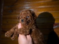 Kore Kan Sağlık Garantili Toypoodle Bebekler 
