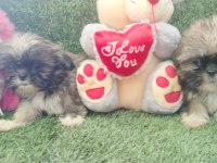 45 günlük shih tzu