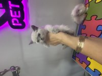 British Shorthair Yavruları