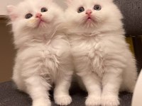 Sarkan British Longhair