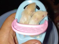 ÖZEL TÜR TEDDY BEAR VE DWARF HAMSTER