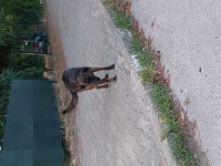 Sahibinden köpeğimiz