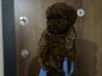Ev ortamından sağlık ırk garantili poodle bebekler