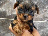 Teacup orjinal yorkshire terrier