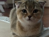 Scottish fold golden