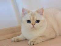 BEYAZ SAFKAN ŞECERELİ BRITISH SHORTHAIR