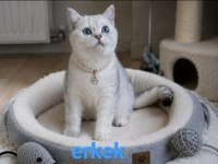 Mama karşılığı sahiplendirme 3 buçuk aylık british