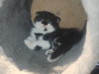 BSH ve SFLH Dişi Ve Erkek Yavru Kediler İzmir