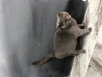 British Shorthair 1 Yaşında