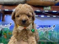 GÜZEL POODLE BEBEKLER YUVALARINA GİTMEYE HAZIR