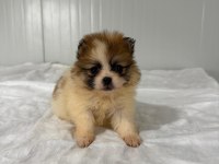 POMERANİAN BOO BEBEK KÖPEKLERİMİZ