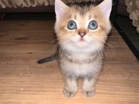 Yeni yuvalarına gitmeye hazır yavrular british shorthair