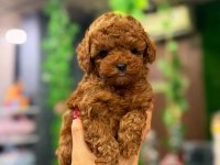 KIVIRCIK POODLE BEBEĞİM