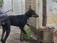 5 Aylık Kulak estetiği aşıları tam doberman