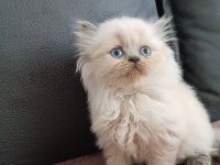 BLUE POİNT BRİTİSH LONGHAİR OĞLUMUZ
