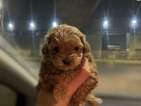 Teacup Maltipoo Kızımız