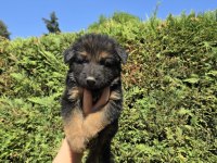 Showline alman kurdu bebekler