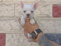 Anne altından eşsiz sağlıklı french bulldoglar