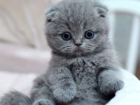 Scottish Fold Yavrularımız Evinizin Neşesi Olacaktır