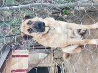 GOLDEN-KURT KIRMA MELEZ 3 YASINDA ÇİFTLİK BAHÇE KORUMA