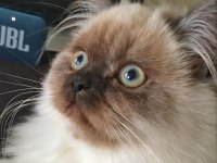Persian Lilith için eş arıyoruz evimizde misafir edebiliriz