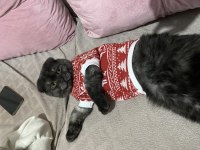 Erkek 7 aylık uysal scottish fold