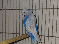 Damızlık Muhabbet Kuşu 1 Dişi 1 Erkek Ayrı Yada Tek