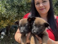 Safkan üst kalite malinois yavrularım
