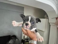 Anatomi harikası french bulldog yavrular