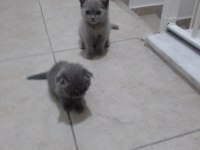 Yine kalite yine scottish fold
