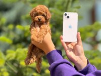 Toy poodle bebek köpekler