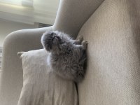 Scottish fold için açıklamayı okuyun