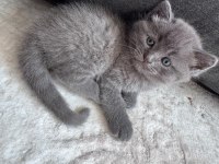 6 Mart Doğumlu British Shorthair Yavrular 2 Adet