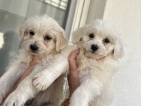 Türkiyede nadir bulunan bichon frise