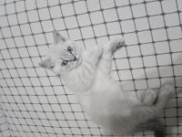 Eğitimli british shorthair
