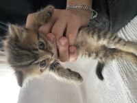 1 aylık british shorthair bebişler