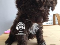 Şecereli Lagotto romagnolo